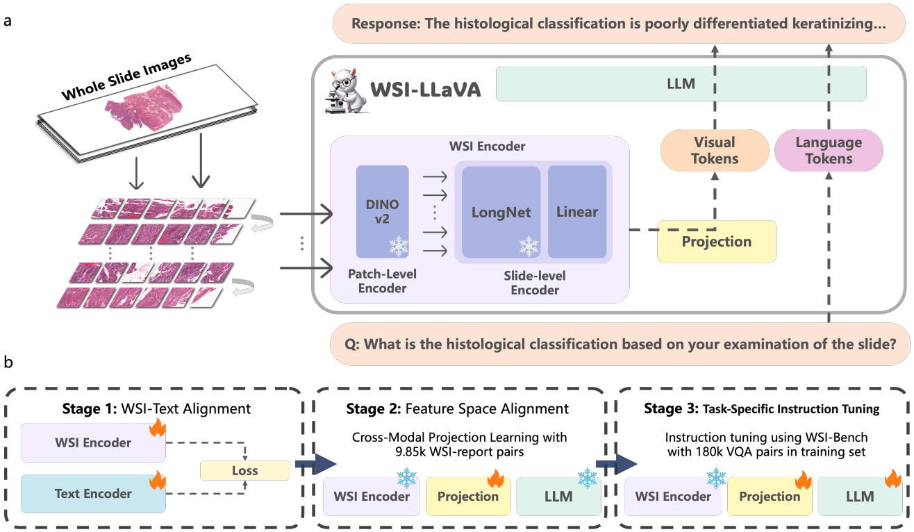 WSI-LLaVA Image